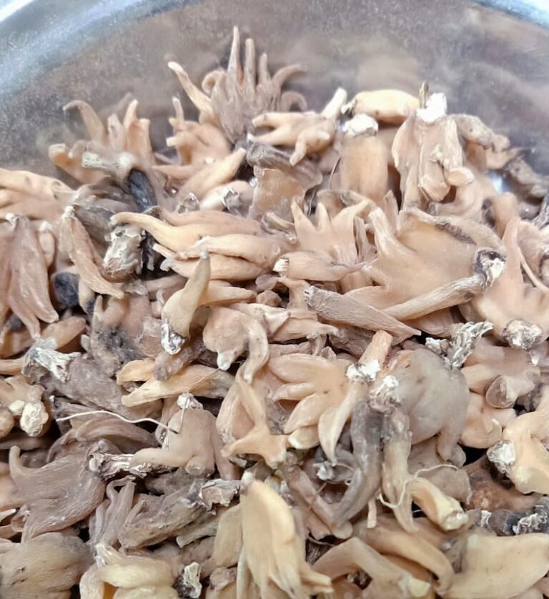 "Salam Panja benefits: Dried Dactylorhiza hatagirea herb for Ayurvedic male fertility, immunity, and bone health"