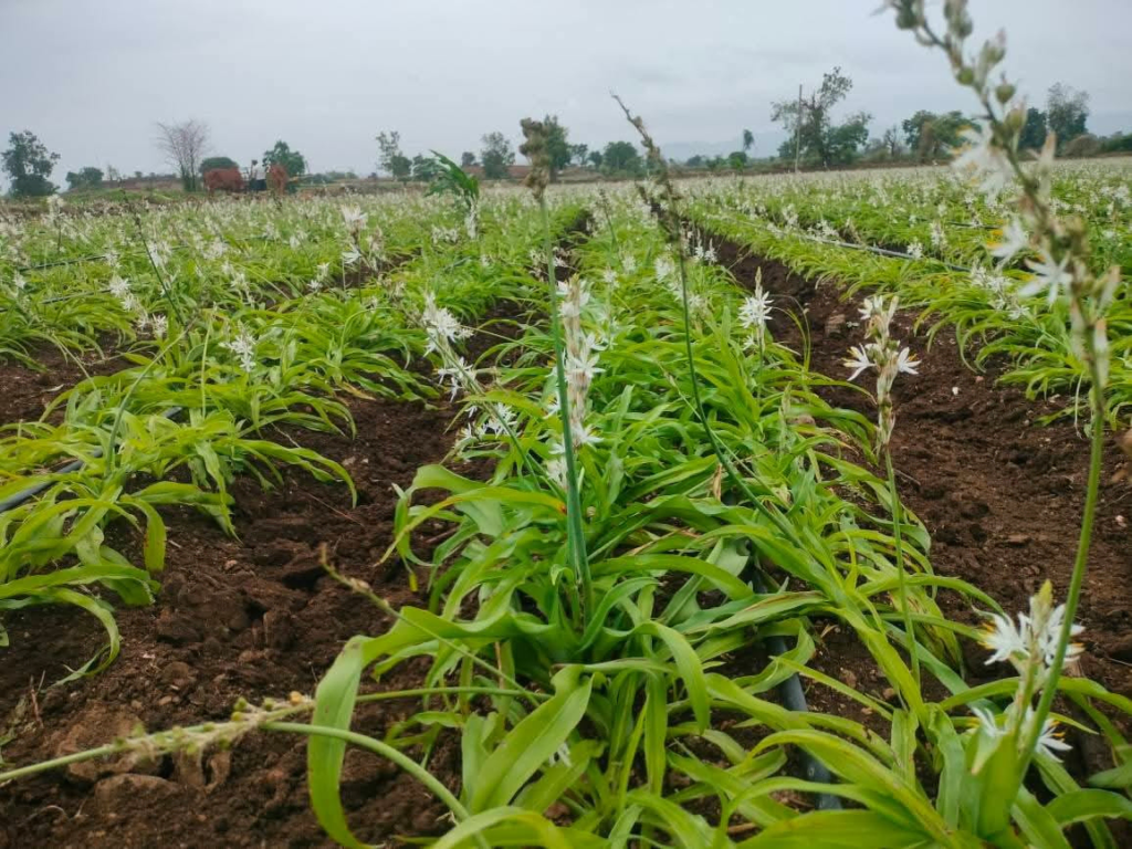 Safed musli plants with white flowers growing in neat rows in a cultivated field in Gujarat