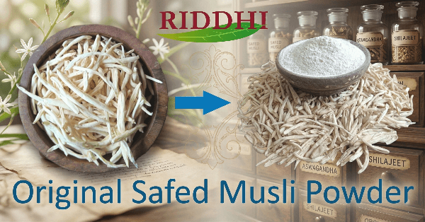 Original Safed Musli powder and dried roots on an Ayurvedic apothecary background