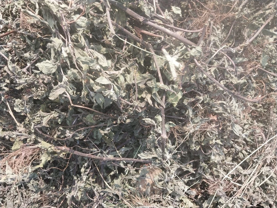 Dried Bhringraj (Eclipta alba) herb supplied in bulk by Riddhi Healthcare Valsad Gujarat for Ayurvedic hair and wellness formulations