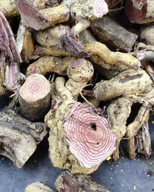 Salacia reticulata roots and stems - Traditional Ayurvedic herb for diabetes management and metabolic health, raw material for herbal extracts and formulations