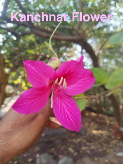 Kanchnar Flower Bauhinia variegata, clicked at Riddhi Healthcare