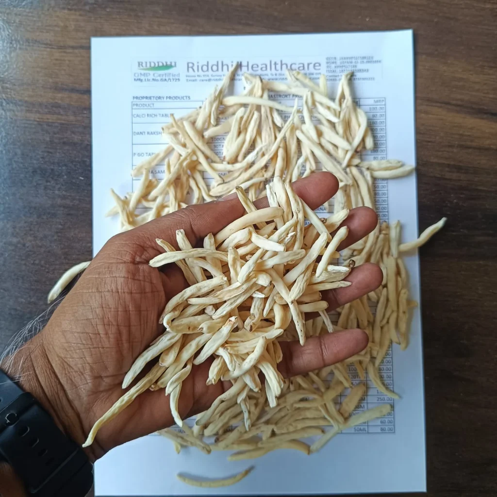 A handful of premium, bright white, dry Safed Musli roots being held over a Riddhi Healthcare document.