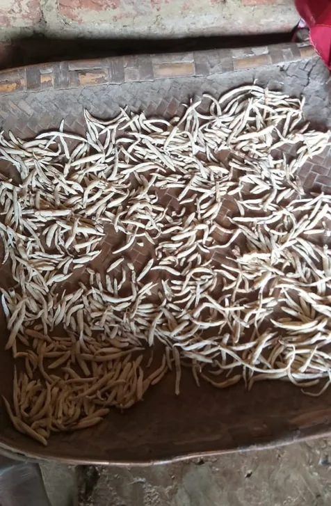 Peeled Safed Musli roots spread out for drying on a traditional woven bamboo basket.
