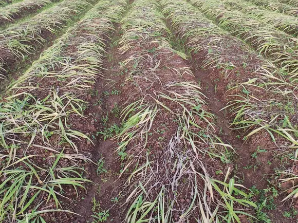 Safed Musli plants in the field showing yellowing leaves after the monsoon, ready for harvest.