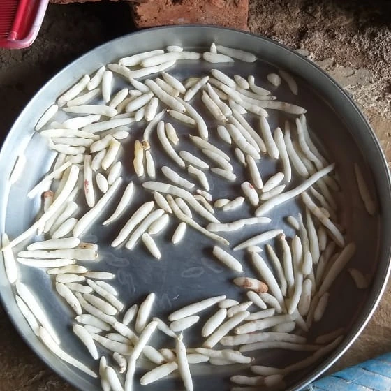Freshly peeled Safed Musli spread out on a tray for initial drying.