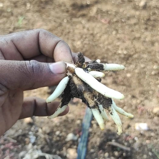 A hand holding a freshly dug Safed Musli tuber with soil still attached, showing white roots.
