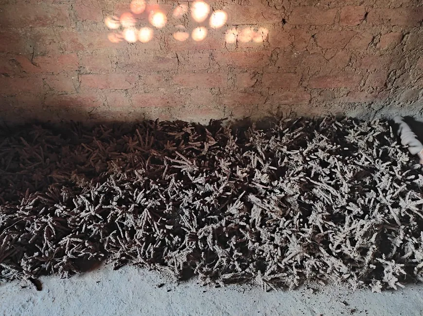 A large pile of raw Safed Musli planting tubers stored on a floor against a brick wall.