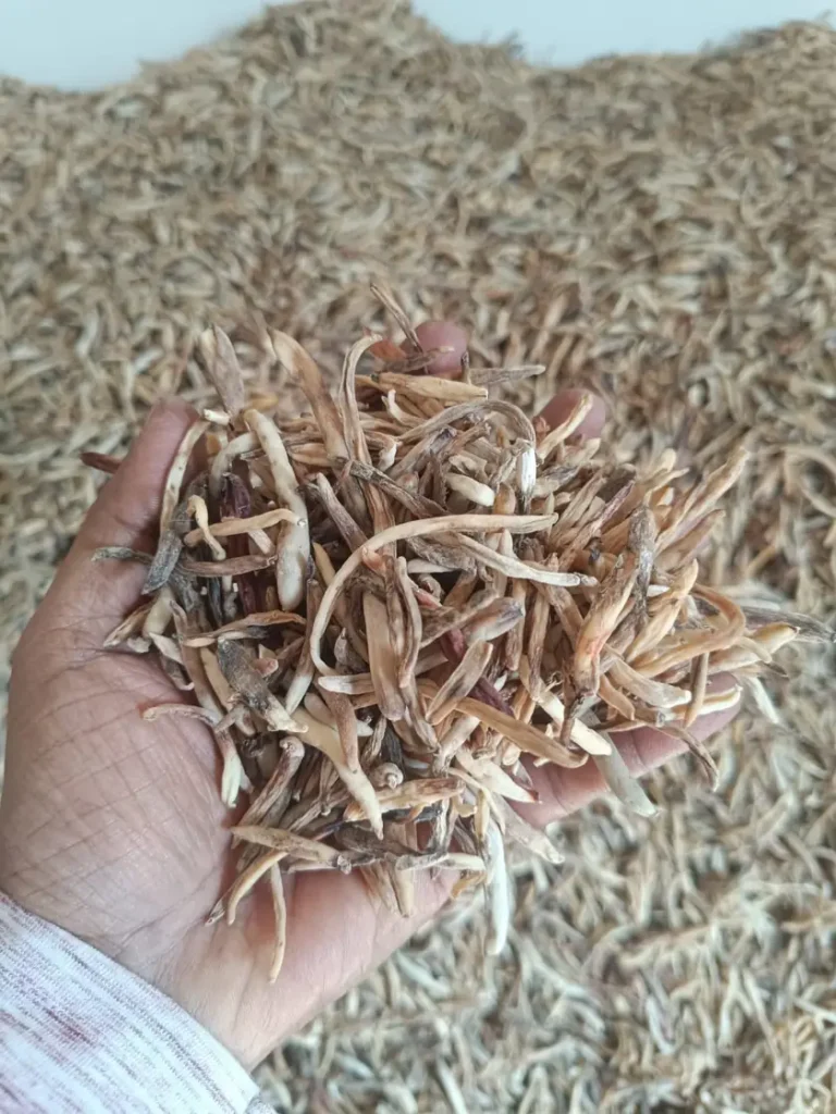 A handful of dark, brownish Safed Musli roots, known as Ragda, caused by improper drying.