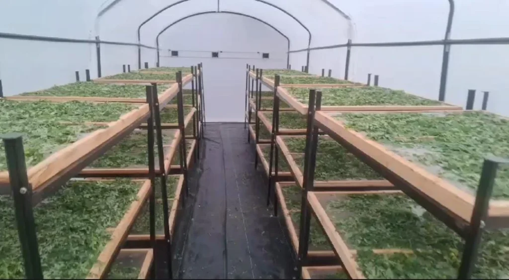Moringa leaves being hygienically dried in solar dryer at Riddhi Healthcare facility