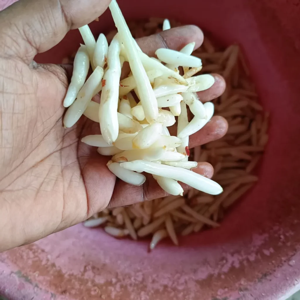 A handful of freshly peeled and washed bright white Safed Musli roots.
