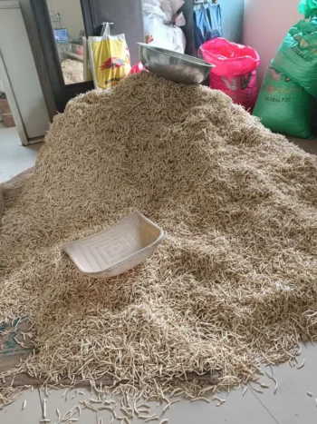 A massive heap of ivory-white Safed Musli roots at Riddhi Healthcare, being hand-sorted using traditional winnowing baskets.