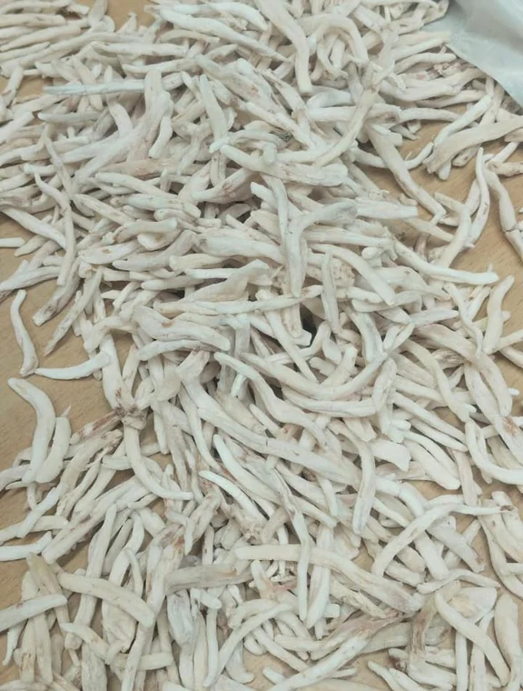 Botanical imposter often sold as Sudani Musli or Russian Musli, lacks medicinal Chlorophytum borivilianum properties.