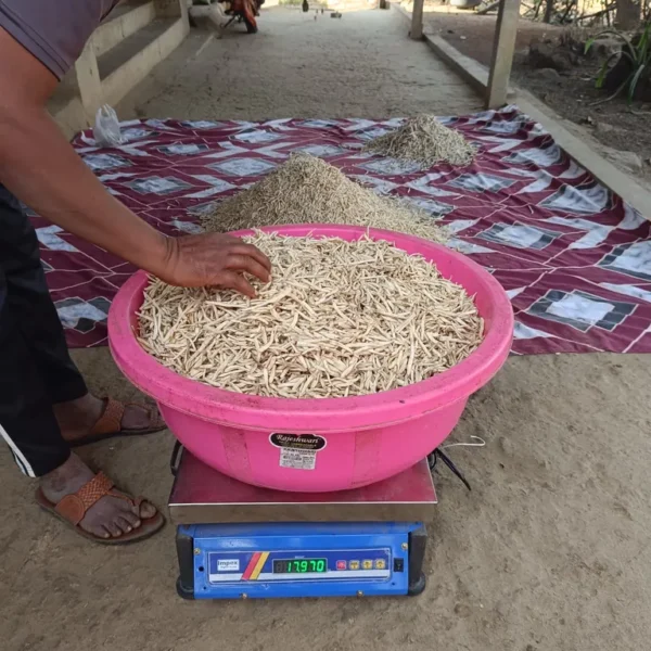 Trained employee of Riddhi Healthcare personally inspecting and weighing a 17.97kg lot of fresh dry Safed Musli at purchase point in an isolated village.