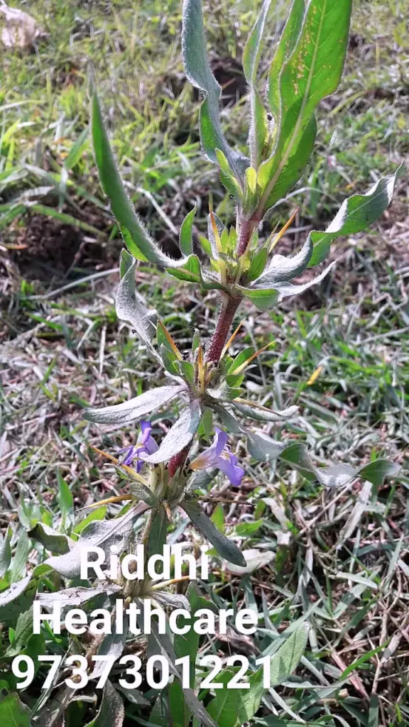 Plant of Asteracantha longifolia syn. Hygrophila auriculata popularly known as Talmkhana